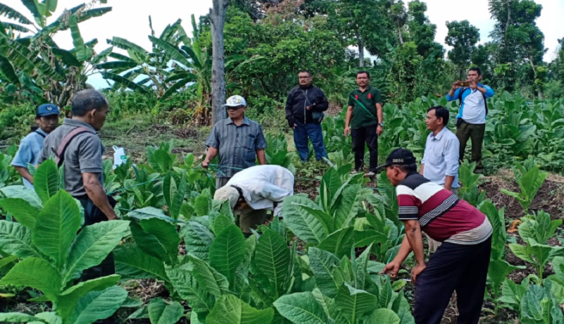 Harga Tembakau Anjlok, Petani Menjerit